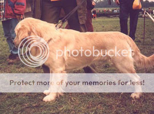 Dog picture