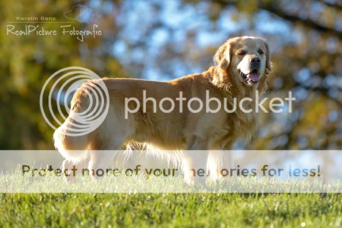 Dog picture
