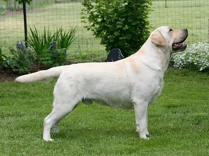 Dog picture