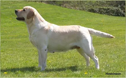 Dog picture