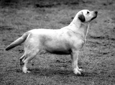 Dog picture