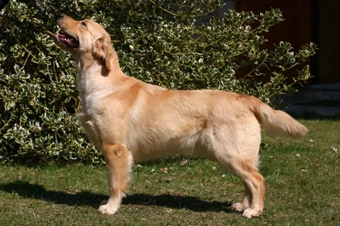 Dog picture