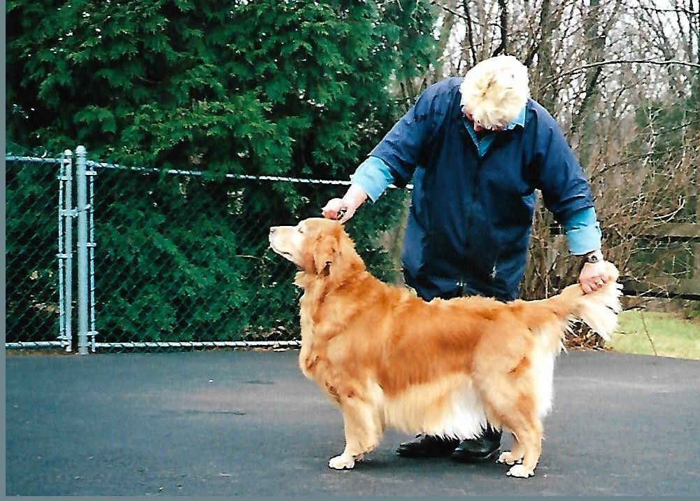 Dog picture