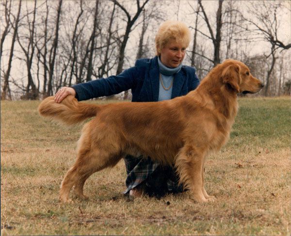Dog picture