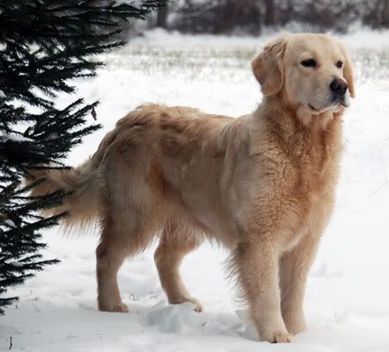 Dog picture