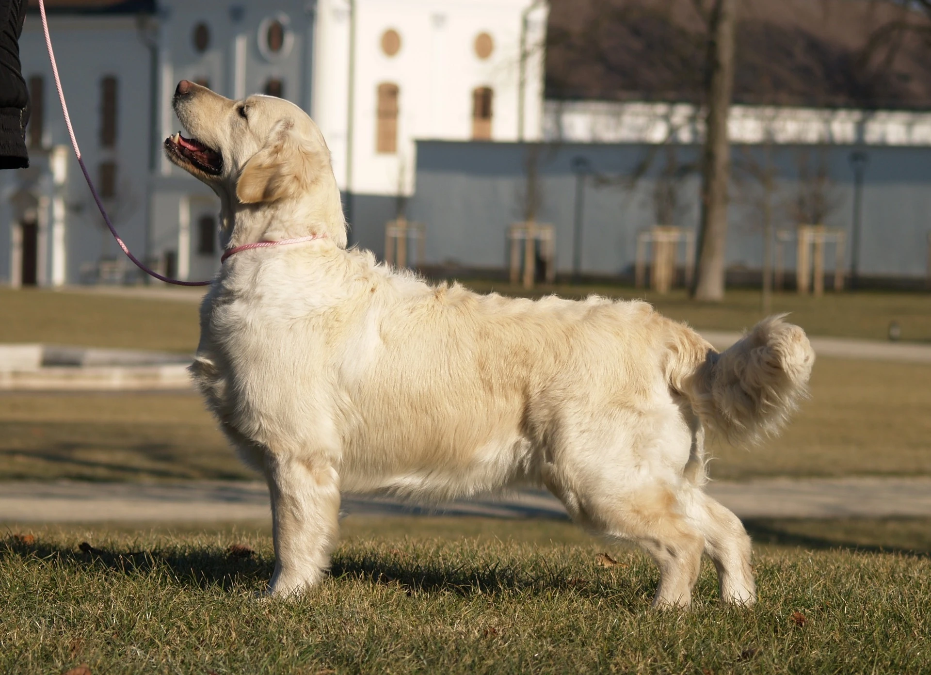 Dog picture