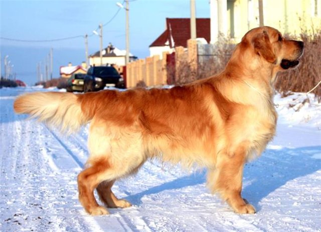 Dog picture