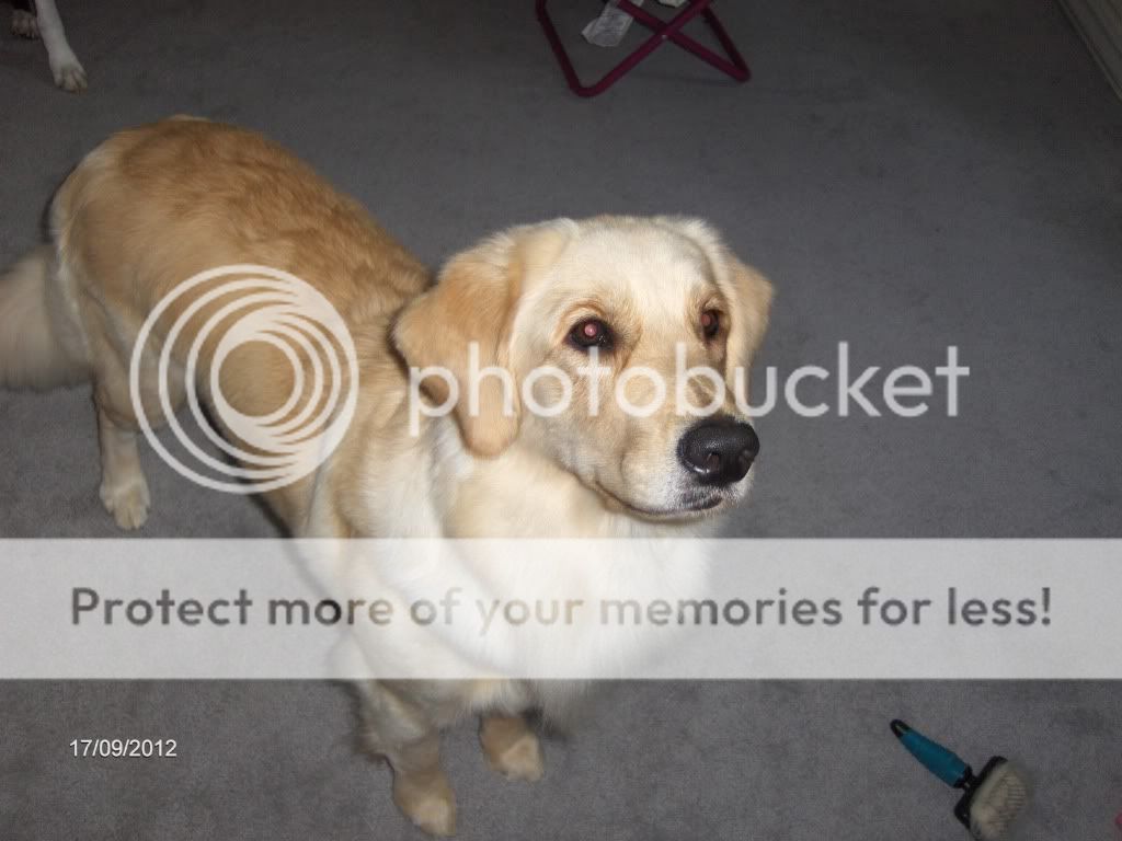 Dog picture