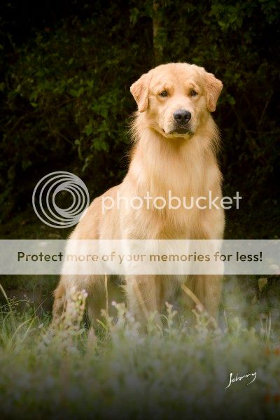 Dog picture