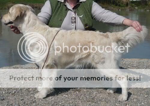 Dog picture