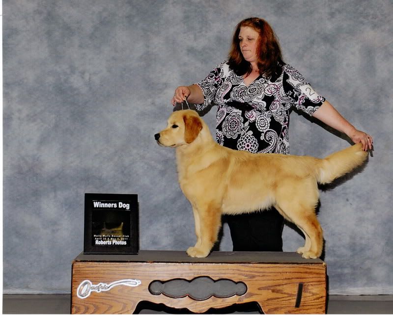 Dog picture