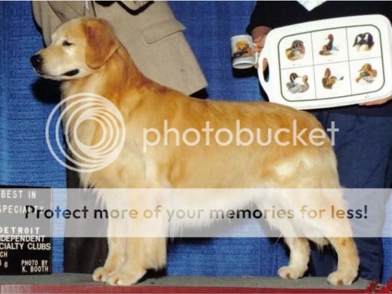 Dog picture