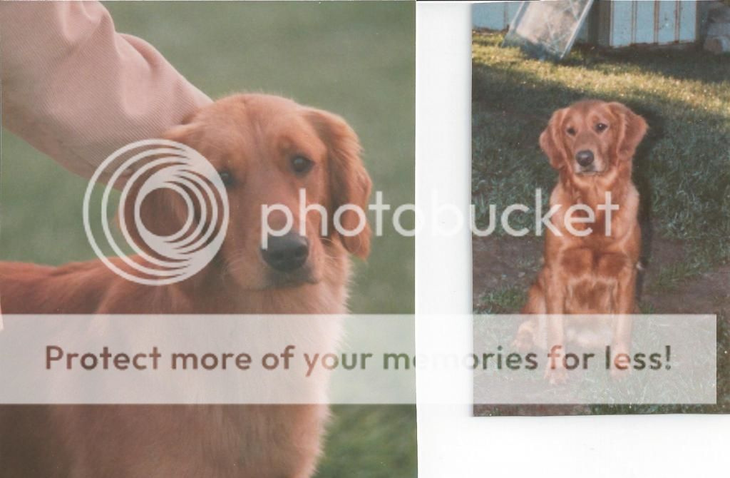 Dog picture