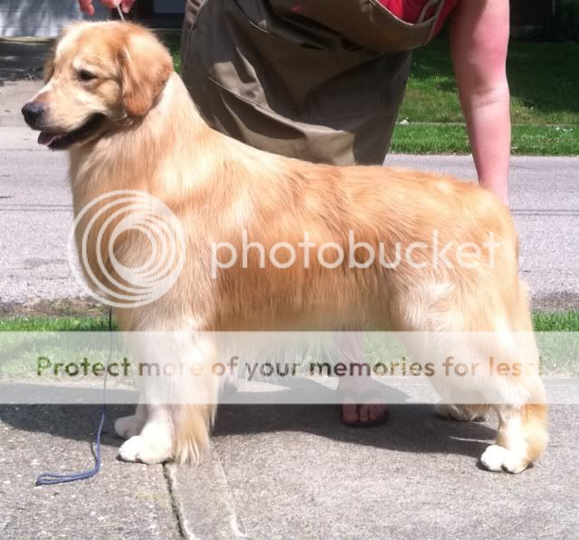 Dog picture