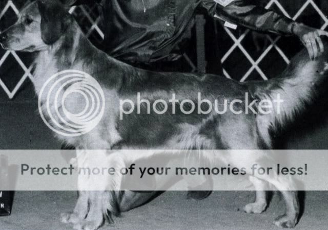 Dog picture
