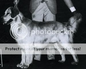 Dog picture