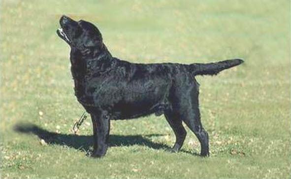 Dog picture