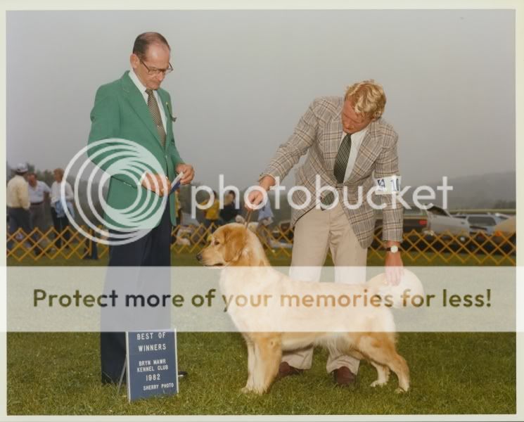 Dog picture