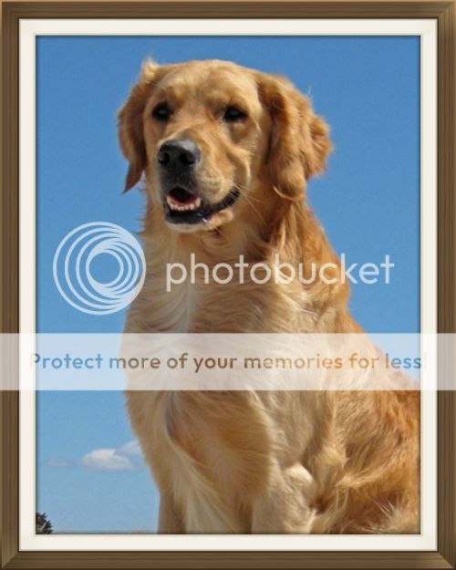 Dog picture
