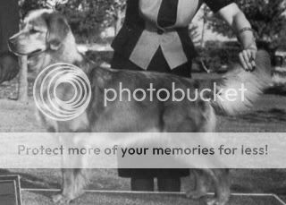 Dog picture