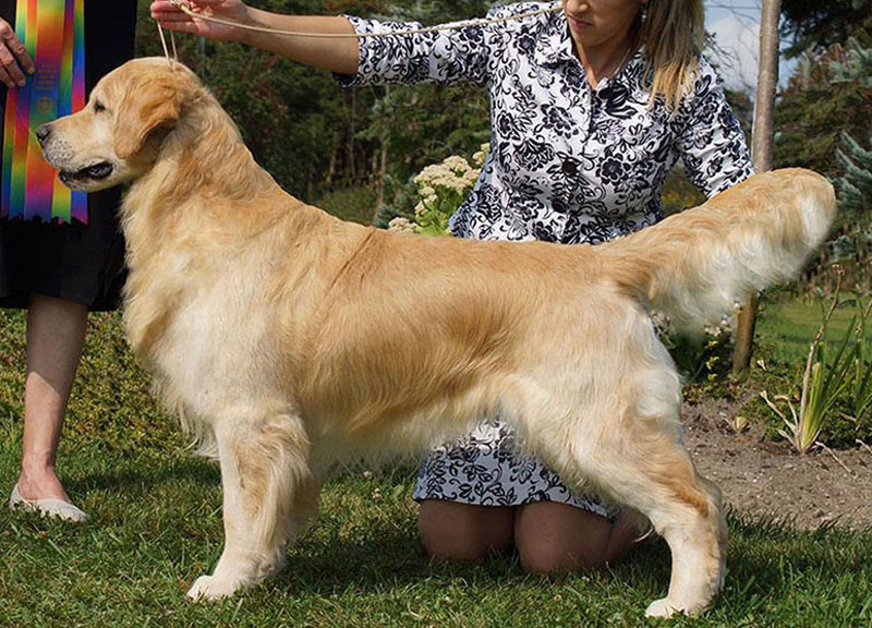 Dog picture