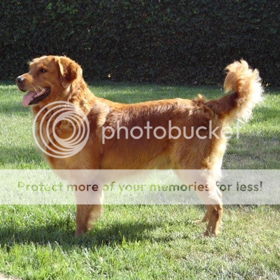 Dog picture