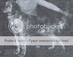 Dog picture
