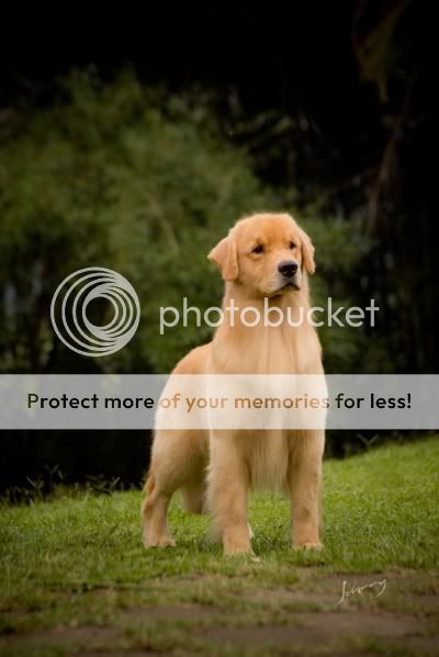 Dog picture