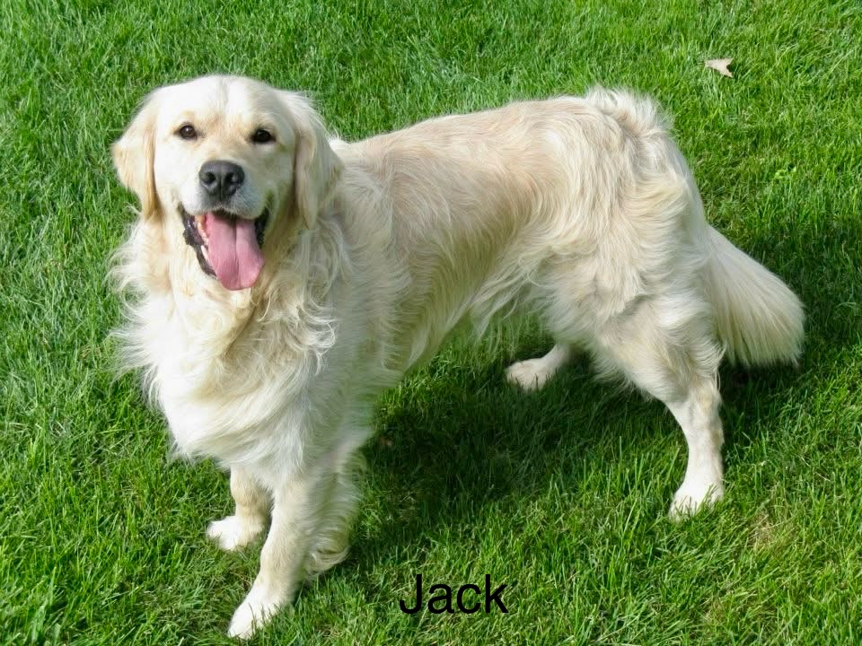 Dog picture