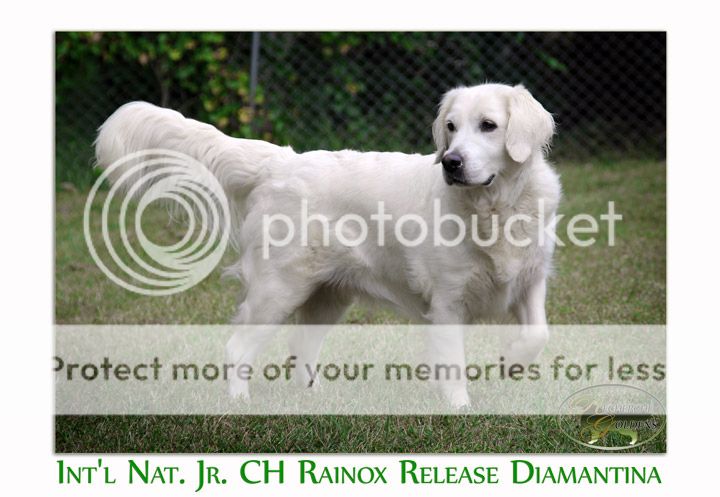Dog picture