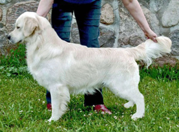 Dog picture