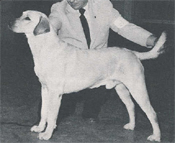Dog picture