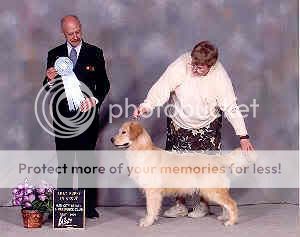 Dog picture