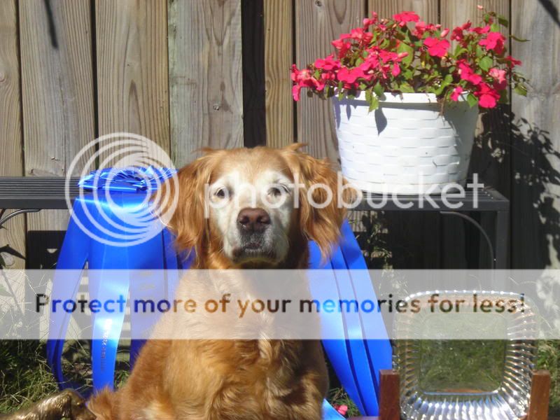Dog picture