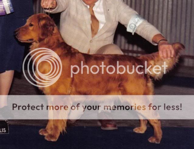 Dog picture