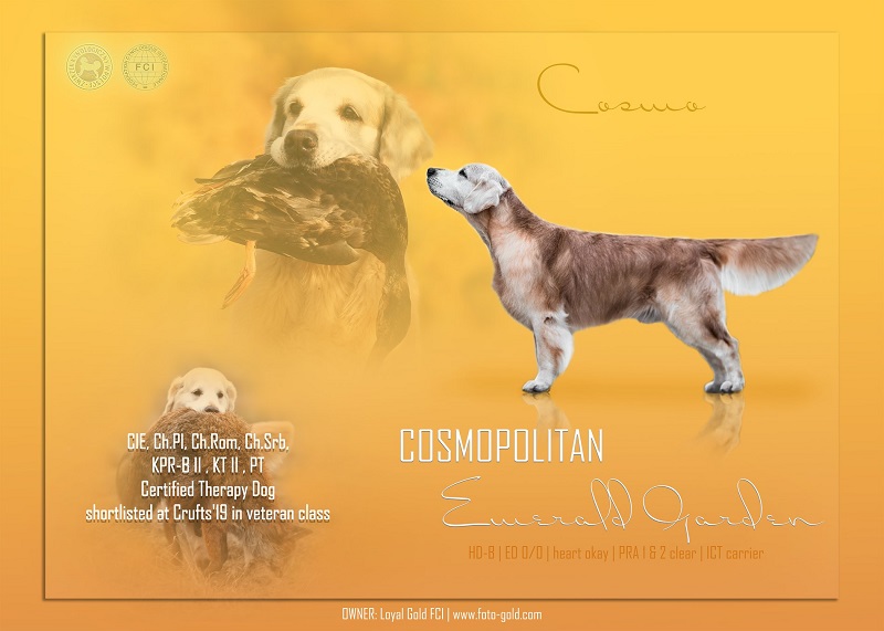 Dog picture