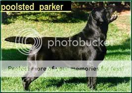 Dog picture