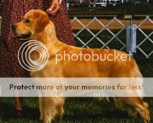Dog picture