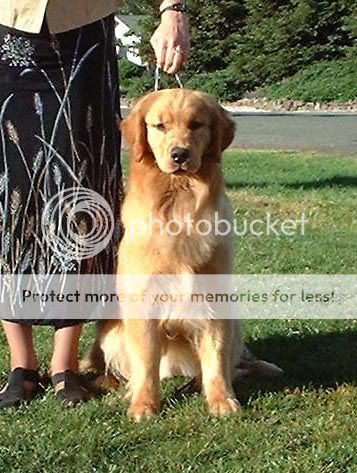 Dog picture