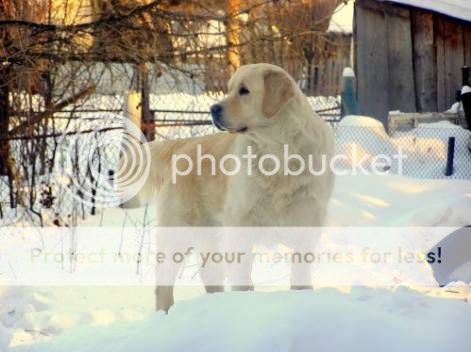 Dog picture