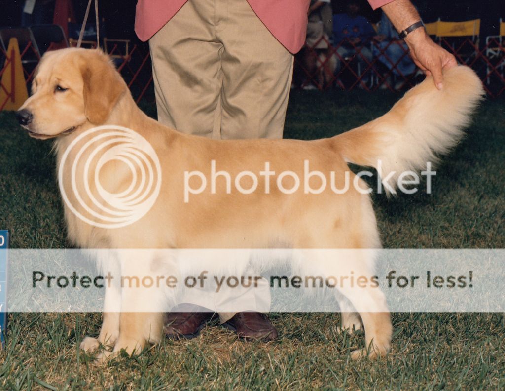 Dog picture