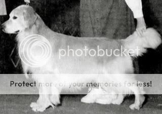 Dog picture