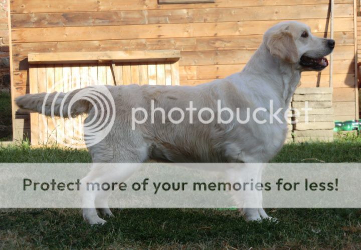 Dog picture