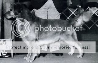 Dog picture
