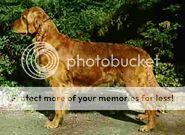 Dog picture