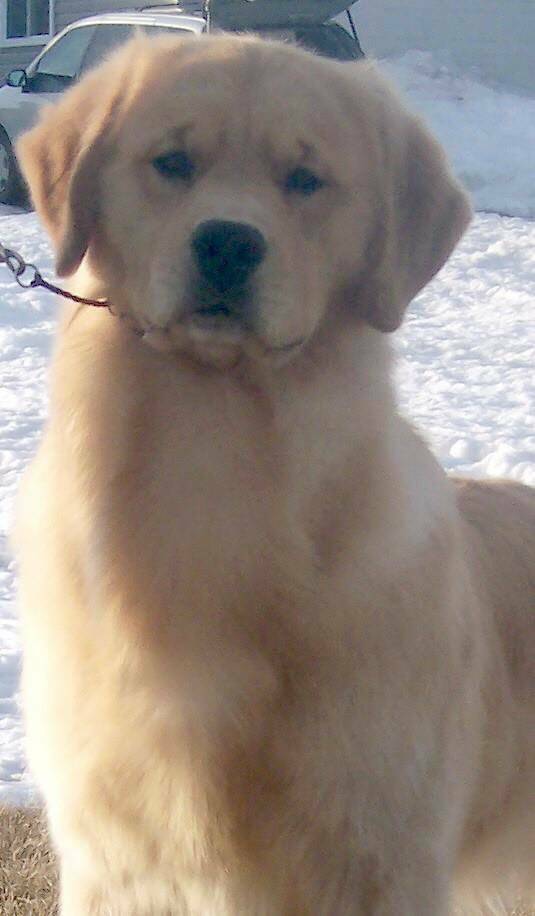 Dog picture