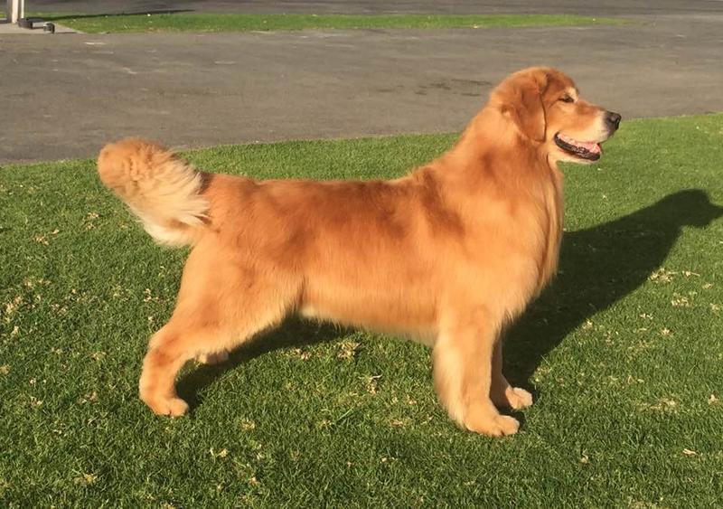 Dog picture