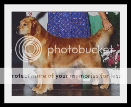 Dog picture