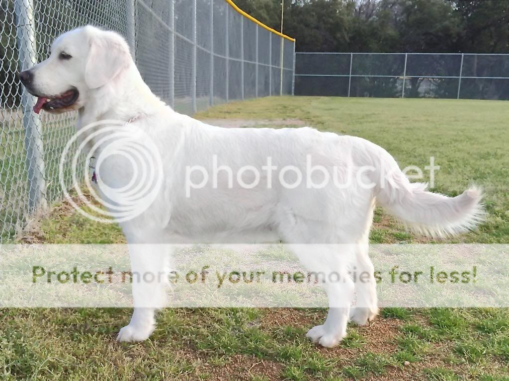 Dog picture