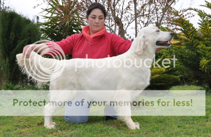 Dog picture